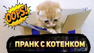 ПРАНК С КОТЕНОК В КОРОБКЕ! ЕТО БИЛО ЖЕСТКО...