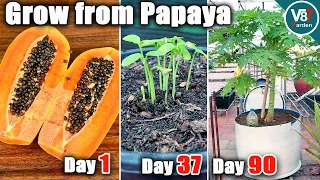 Easy Grow Papaya in Container From Seeds | Grow From Papaya | Part 1