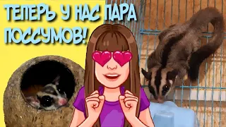 УРА! ТЕПЕРЬ У НАС ПАРА ПОССУМОВ!