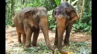 Тайланд, купание со слонами.