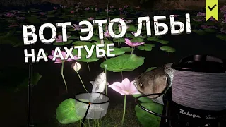 Успей закрыть! Толстолобик белый на Ахтубе - Русская Рыбалка 4