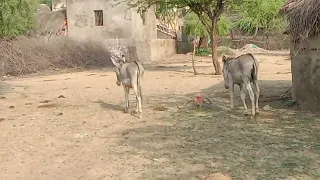 Donkeys meeting