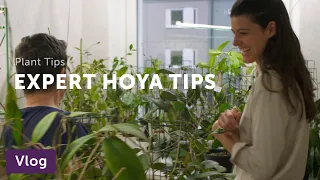 Hoya Care Tips from a Collector — Vlog 009