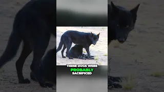 Mexican Wolfdog - Meet the Calupoh