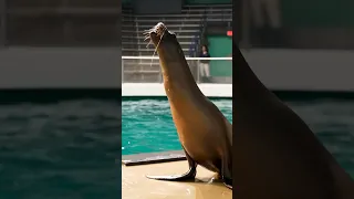 Meet Pyp, the California sea lion!