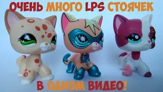 ЛПС стоячки, кошки и собаки, очень много в одном видео!