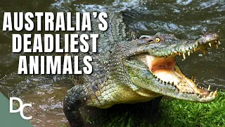 How Deadly Is Australia's Wildlife? | Decoding Danger | Documentary Central