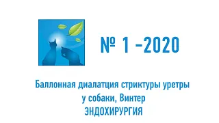 № 1-2020. Эндохирургия. Баллонная диалатция стриктуры уретры у собаки, Винтер