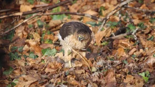 Cooper's Hawk having squirrel for breakfast