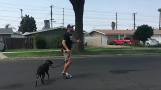 "HOW DO I WALK MY DOG?" "HOW DO I STOP MY DOG FROM PULLING ON THE LEASH?" Watch this video.