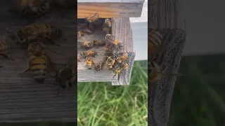 This Male Bee is Getting Kicked Out of the Hive by the Female Bees