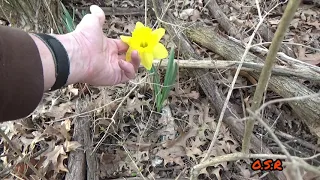 (main Research Area) checking on the shelter, roadside prints and new fence . part 1