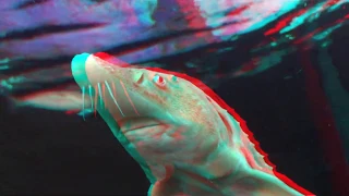 exotic fish anaglyph