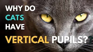 Why Do Cats Have Vertical Pupils?