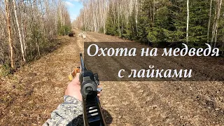 Охота на медведя с лайками.