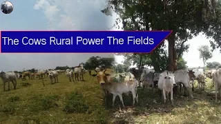 To Making Cows Rural | My village cows power | The smart team meeting summer in the forest