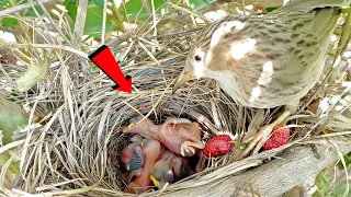 Common babbler bird baby turned upside down @AnimalsandBirds107