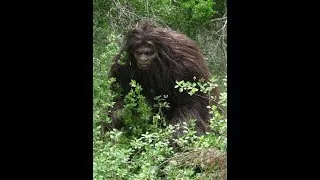 Bigfoot Watch Alabama Swamp