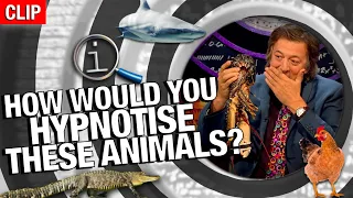 QI | How Would You Hypnotise These Animals?