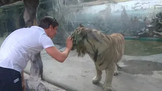 Приручил Белого тигр Краснодар сафари парк