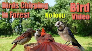 4 HRS Ambience Bird Singing in Forest, No loop, Bird Video for Nature Lover, Cat TV, AW 005-1