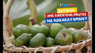 Batwan, ang suwerteng prutas na nakakayaman?! | I Juander