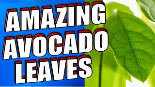 14 Amazing Avocado Leaves Benefits & Uses Including Hair, Diabetes & Blood Pressure