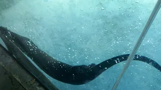 River Otters Swimming Rainforest Exhibit LA Zoo 9-1-2019 LA CA USA Otters