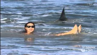 German Backpacker Shark Attack Off Australian Sydney Beach   real or fake.mp4