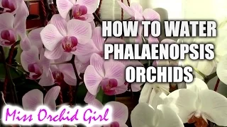 How to water Phalaenopsis orchids - tips for a healthy orchid