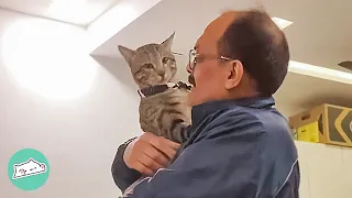 Stray Cat Melted Grandpa's Heart After 3 Years Of Sadness | Cuddle Buddies