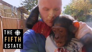 Q&A : Spencer Sekyer's quest to save Manno the chimp - the fifth estate