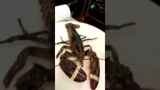 Killing a Lobster alive for Service at a Chinese Resturant #lobster