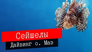 Дайвинг на Сейшелах