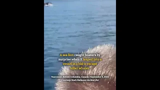 Sea lion jumps on boat to escape from orcas in British Columbia