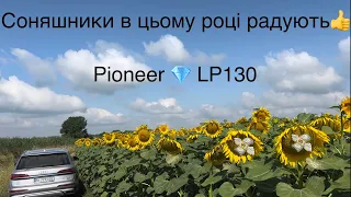 Соняшник Піонер вже відцвітається🐝🌻Сингента тільки зацвіте👍 Огляд соняшників на 21.07.2023‼️