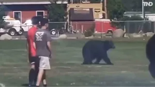 Black bear walks onto football field during high school practice in California