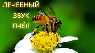 ASMR 🐝 Лечебный звук пчёл
