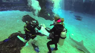 Shark Dive Maui Proposal at Maui Ocean Center