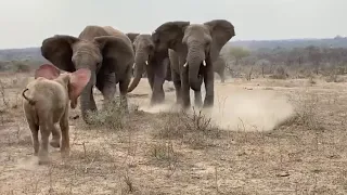 Albino Baby elephant Khanyisa's incredibly emotional greeting by the Jabulani Herd