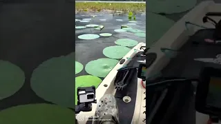 Alligator infested water on the kayak! fishing