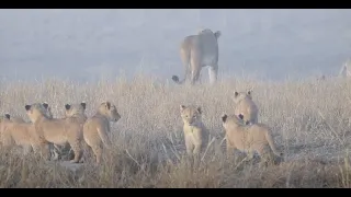 Nharu Pride Bring Their Cubs Out of the Mist | The Virtual Safari #80