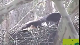 Hawk Attacks Bald Eagle Hatching Eggs Part 1 3-24-2013 DF