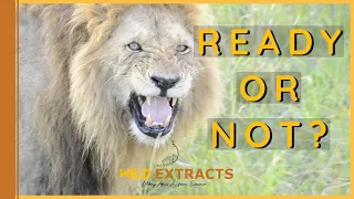 Lion Checks Mate Readiness || Masai Mara || Wild Extracts