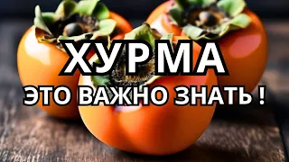 Хурма польза и вред хурмы. Чем полезна хурма? Можно ли хурму при сахарном диабете