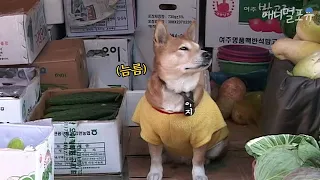 (eng cc)Aji, a genius dog who keeps the shop alone on behalf of the busy man