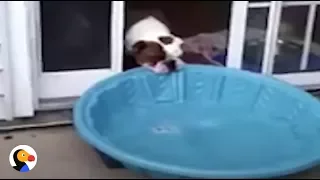 FUNNY Bulldog TRIES To Bring Pool Inside | The Dodo