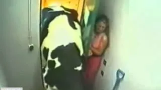 корова вламывается в дом (ржач)