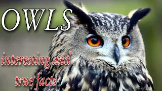 True And Interesting Facts About The Owl. DO OWLS MAKE GOOD PETS? Meet the Animals. Animal world