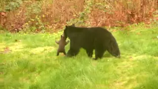 Cub stuck in fence  rescued by mother - Maple Ridge 2010